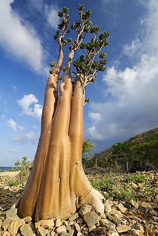 Socotra Desert Rose or Bottle Tree, adenium obesum sokotranum, Socotra island, UNESCO World Heritage Site, Yemen