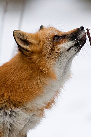 portrait of an american red fox