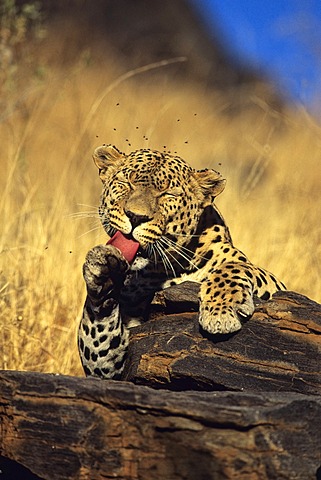 Leopard (Panthera pardus) licking its paw, Namibia, Africa