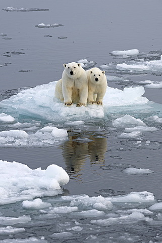 Polar Bears (Ursus maritimus), female and juvenile on an ice floe in the pack ice, Spitsbergen Island, Svalbard Archipeligo, Svalbard and Jan Mayen, Norway, Europe