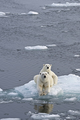 Polar Bears (Ursus maritimus), female and juvenile on an ice floe in the pack ice, Spitsbergen Island, Svalbard Archipeligo, Svalbard and Jan Mayen, Norway, Europe