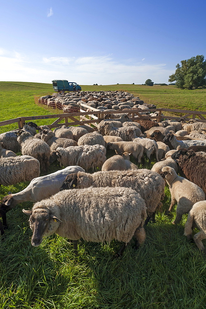 Sheep crammed together, blackheaded sheep in the pasture, Mecklenburg-Western Pomerania, Germany, Europe