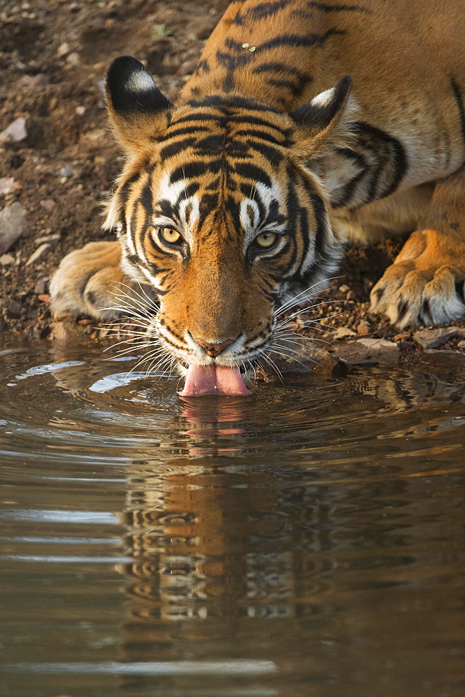 Bengal tiger (Panthera tigris tigris) drinking water from a small pond, portrait, Ranthambhore National Park, Rajasthan, India, Asia