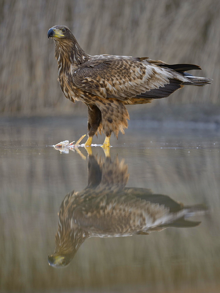 White-tailed eagle (Haliaeetus albicilla) standing on captured fish in shallow water, Kiskunsag National Park, Hungary, Europe