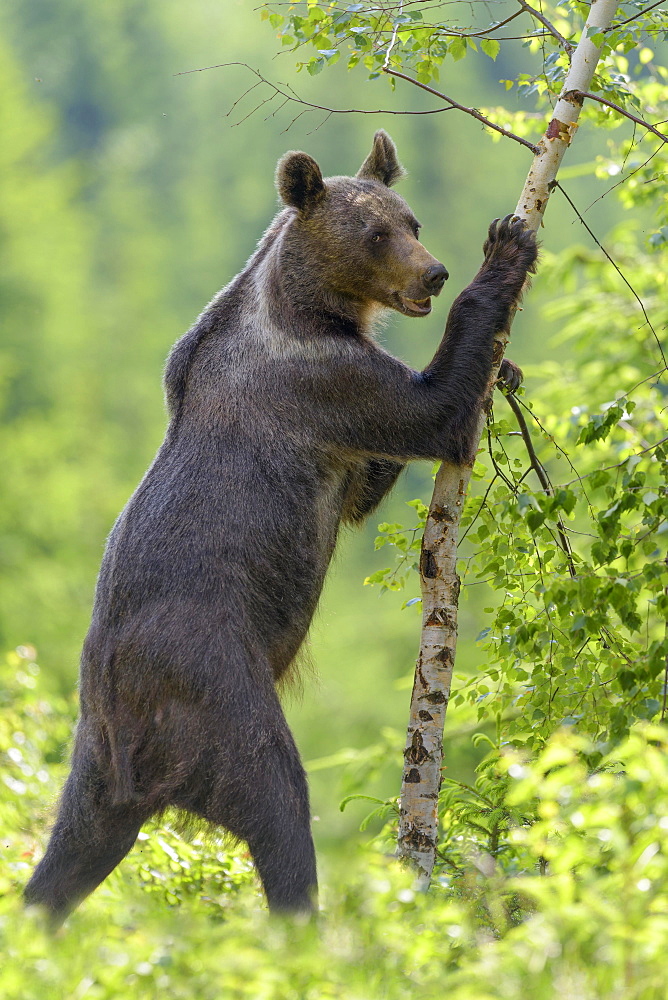 Brown bear (Ursus arctos), standing erect, touching a tree in spruce forest, Mala Fatra, Little Fatra, Slovakia, Europe