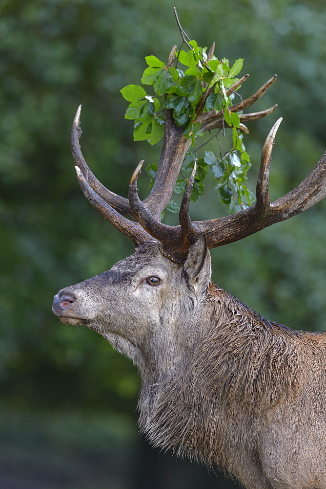 Red deer (Cervus elaphus), portrait, capital deer with leaf branch in antler, Imponiergehoff, place stag, Zealand, Denmark, Europe