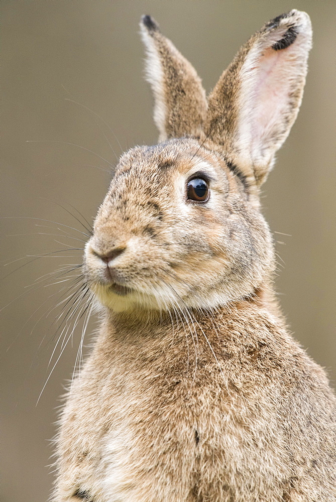 European rabbit (Oryctolagus cuniculus) with ears perked up, portrait, Lower Austria, Austria, Europe