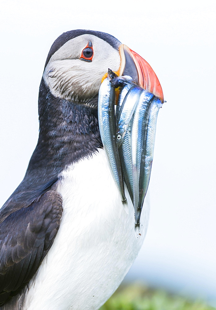 Puffin (Fratercula arctica), with fish in its beak, sand lance (AmmodytidaeI), portrait, Lunga, Isle of Mull, Inner Hebrides, Scotland, United Kingdom, Europe