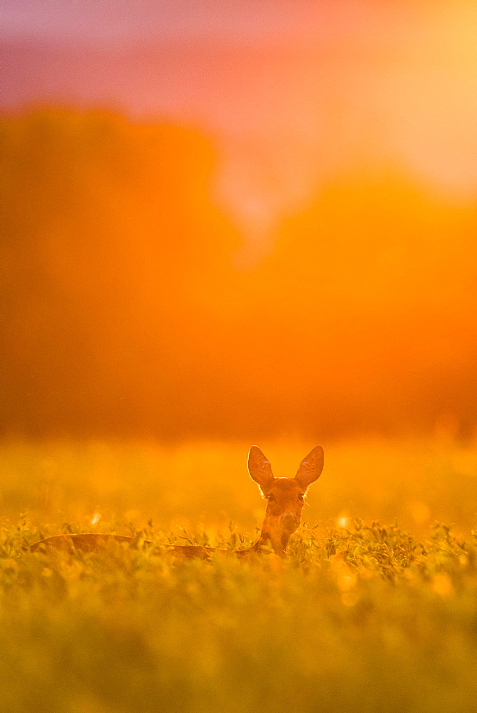 Deer (Capreolus capreolus) in a field, evening light, Achau, Lower Austria, Austria, Europe