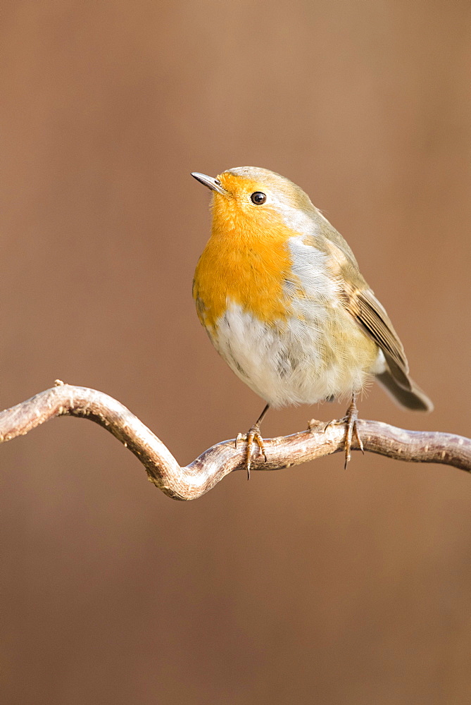 Robin (Erithacus rubecula) sitting on branch, Lower Austria, Austria, Europe