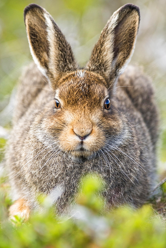 Mountain hare (Lepus timidus) sits in habitat, summer coat, Cairngroms National Park, Highlands, Scotland, Great Britain