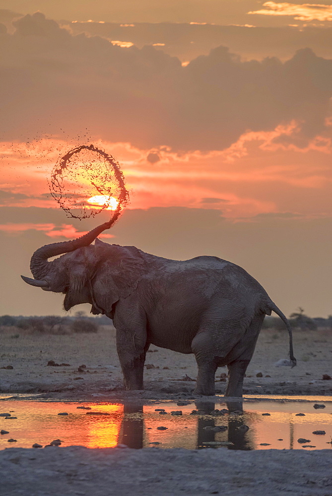 African elephant (Loxodonta africana), mud bath at sunset at a waterhole, Nxai Pan National Park, Ngamiland District, Botswana, Africa