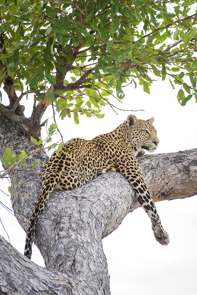 Leopard (Panthera pardus), lying on tree on the lookout, Peter's Pan, Savuti, Chobe National Park, Chobe District, Botswana, Africa