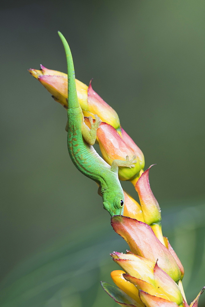 Small day gecko (Phelsuma astriata), Praslin, Seychelles, Africa