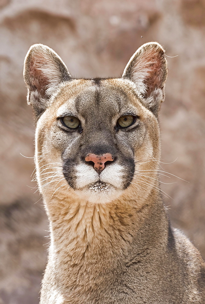 Cougar (Puma concolor) portrait, captive, Andes, Peru, South America