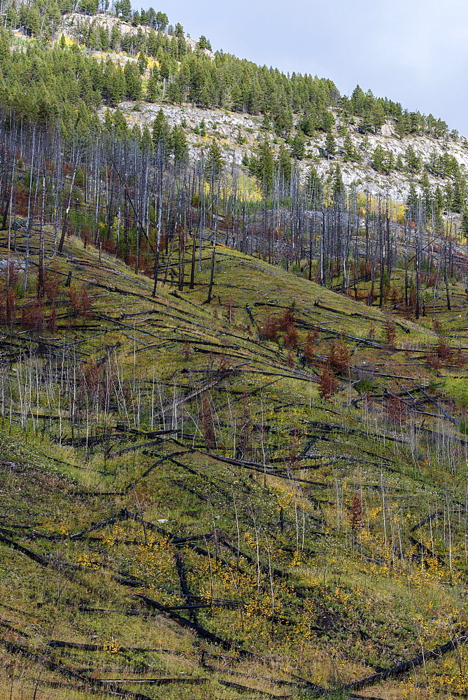 Prescribed forest fire site of 1993, Sawback Range, Bow Valley Parkway, Canadian Rockies, Banff National Park, Alberta Province, Canada, North America