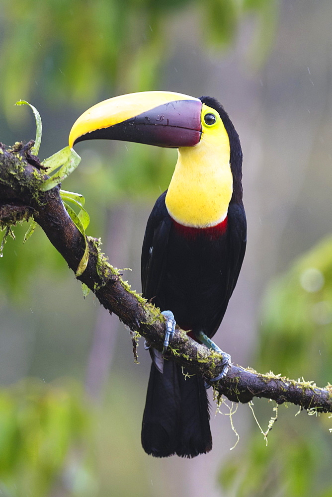 Black-mandibled toucan (Ramphastos ambiguus) sitting on branch, rainforest, Costa Rica, Central America