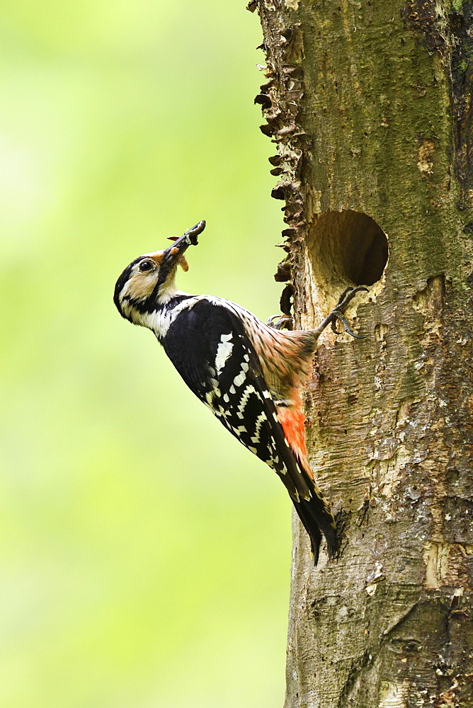 White-backed woodpecker (Dendrocopos leucotos), female with food in the beak at the nesting hole, Bukk National Park, Hungary, Europe