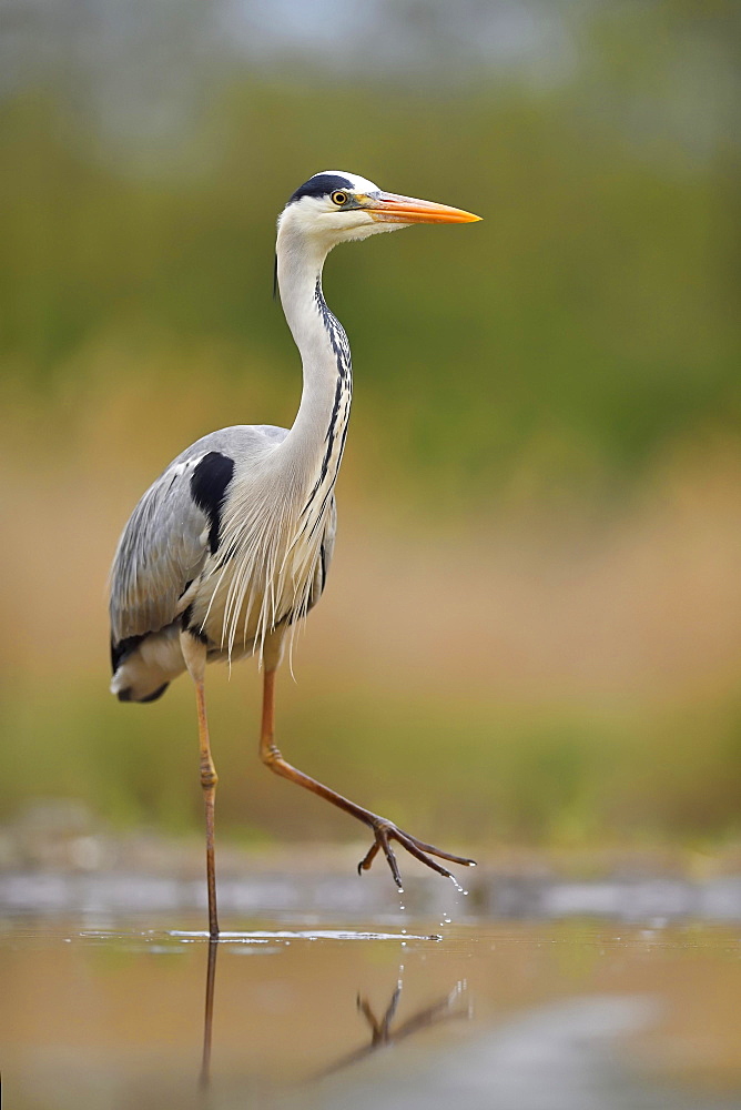 Grey heron (Ardea cinerea), walks in the water, National Park Kiskunsag, Hungary, Europe