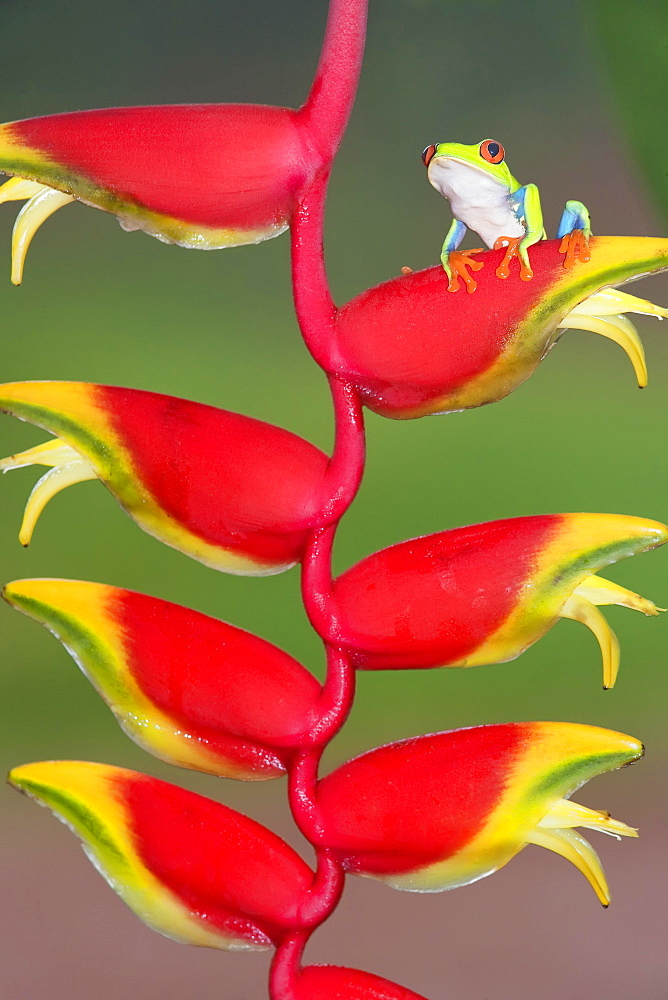 Red-eyed Tree Frog (Agalychnis callydrias) on lobster claw (Heliconia rostrata), Costa Rica, Central America