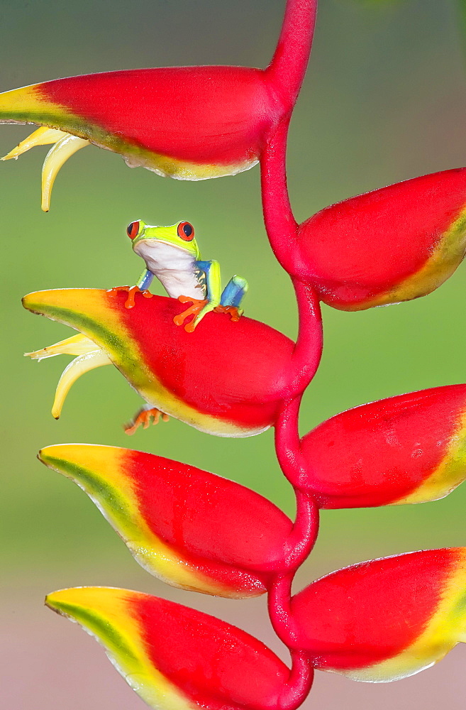 Red-eyed Tree Frog (Agalychnis callydrias) on lobster claw (Heliconia rostrata), Costa Rica, Central America