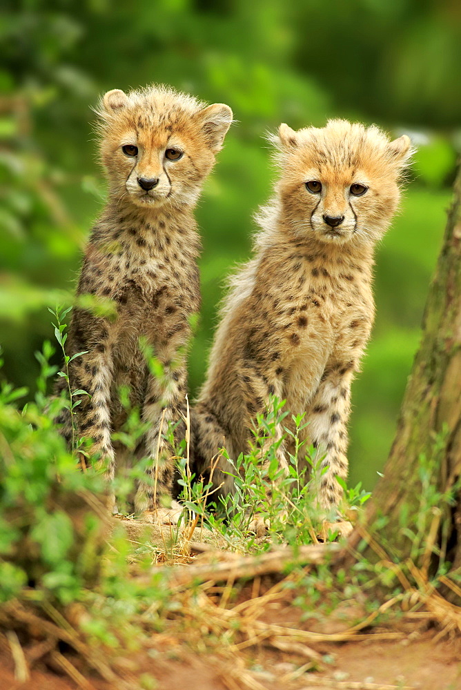 Sudan cheetah (Acinonyx jubatus soemmeringii), two young animals, siblings, sitting, ten weeks old, occurrence Sudan, captive