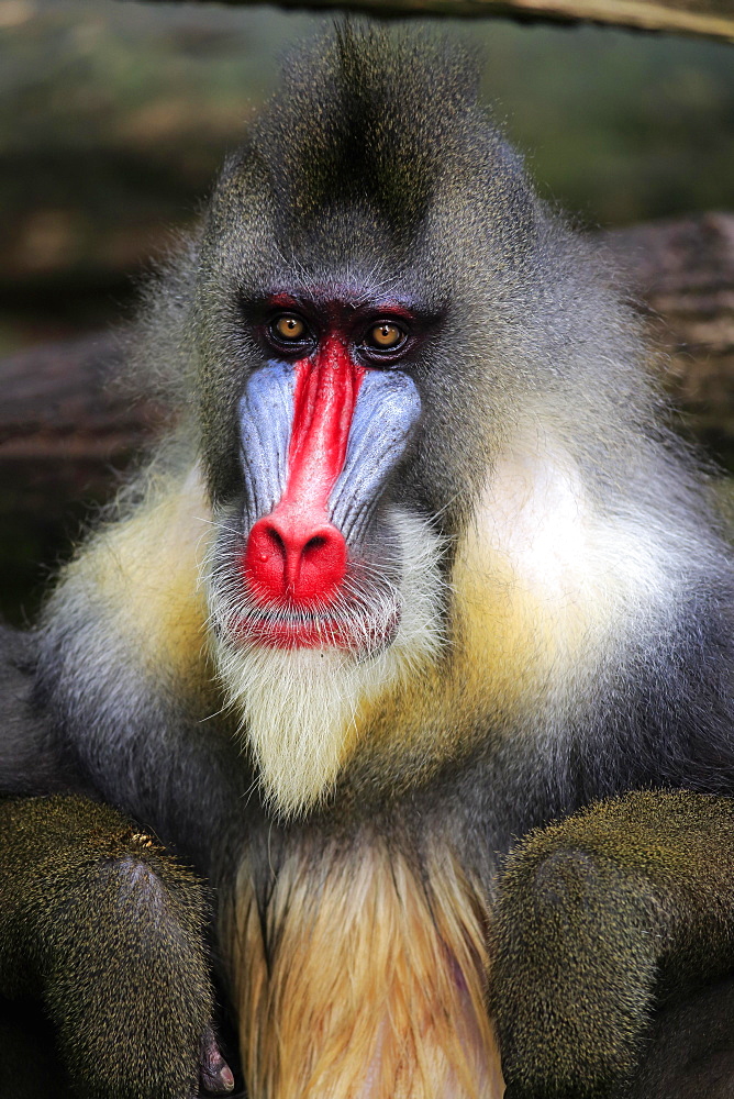 Mandrill (Mandrillus sphinx), adult, male, portrait, captive, native to Africa