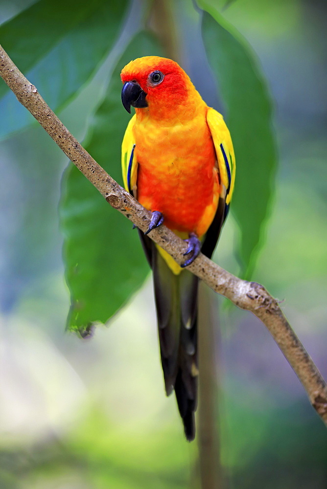 Sun conure (Aratinga solstitialis), adult on branch, captive, occurrence South America