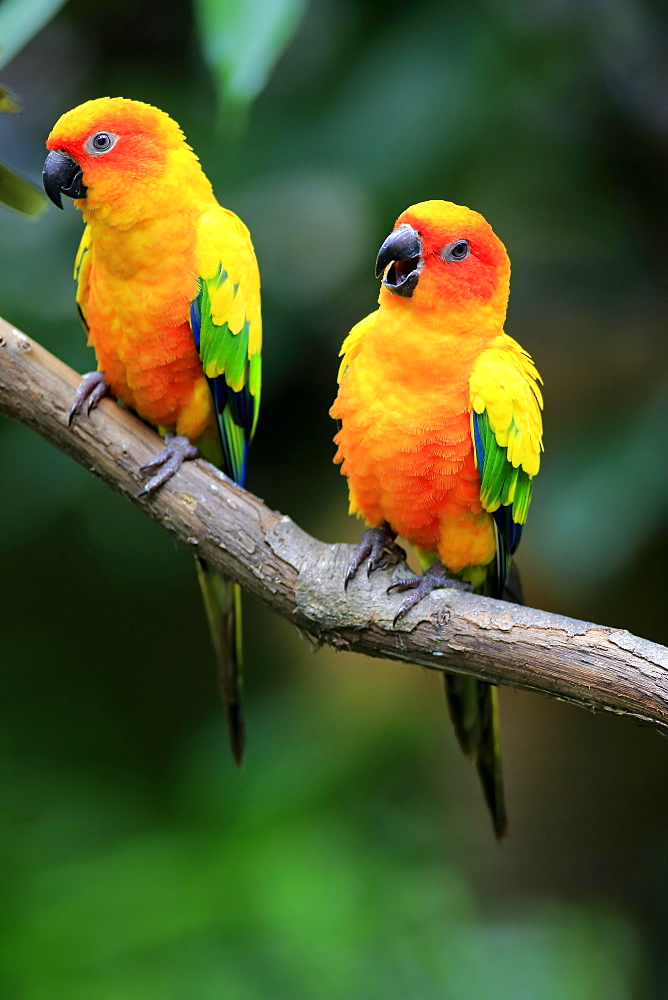 Sun conure (Aratinga solstitialis), adult couple on branch, captive, occurrence South America