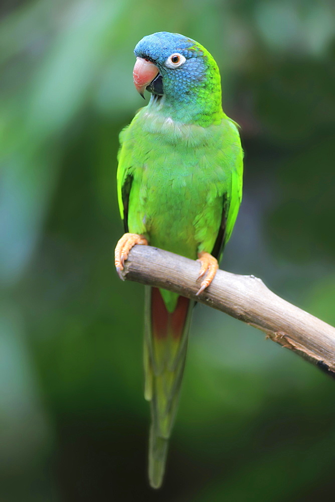 Sharp-tailed Parakeet, (Thectocercus acuticaudatus), adult on wait, captive, occurrence South America