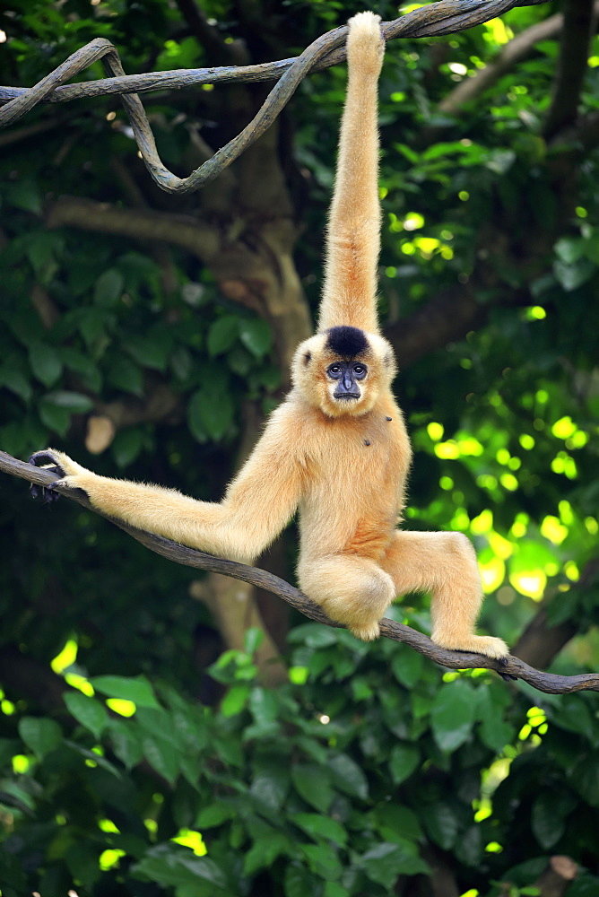 Southern Yellow-cheeked Crested Gibbon, (Nomascus gabriellae), adult, female, hangs in tree, swinging, captive, occurrence Asia