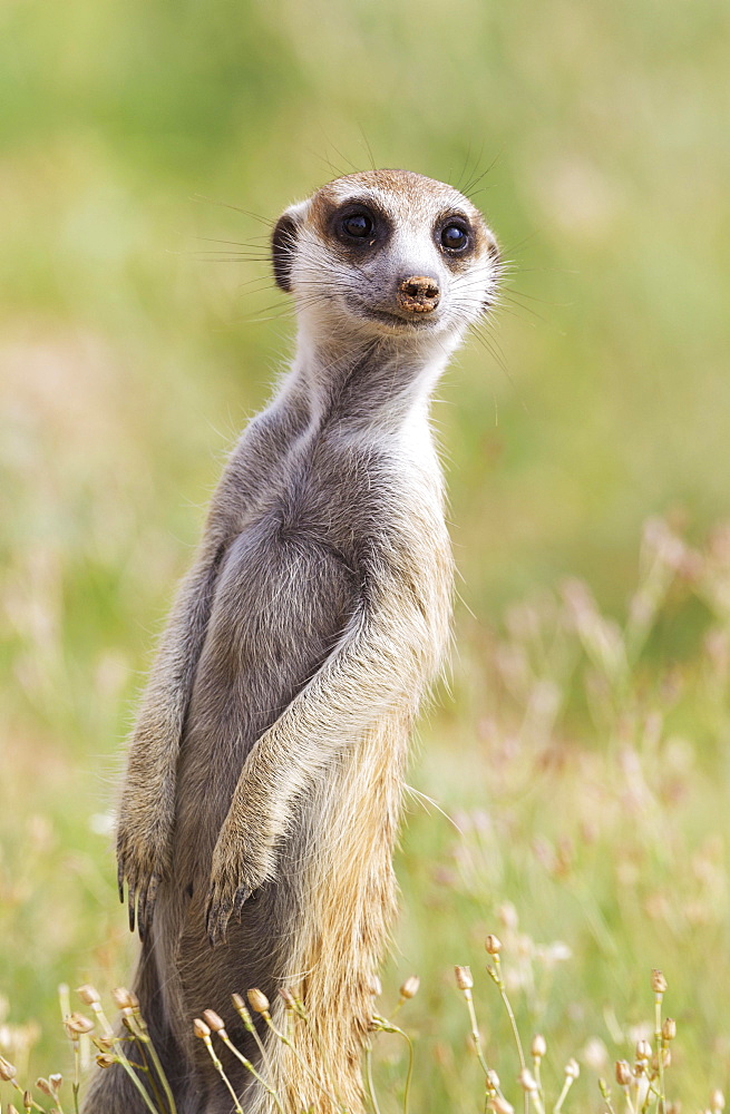 Suricate (Suricata suricatta), guard on the lookout, rainy season with green surroundings, Kalahari Desert, Kgalagadi Transfrontier Park, South Africa, Africa