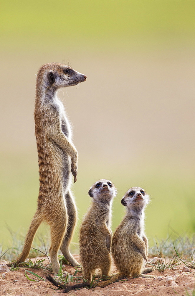 Suricates (Suricata suricatta), adult with two young on the lookout, during the rainy season in green surroundings, Kalahari Desert, Kgalagadi Transfrontier Park, South Africa, Africa