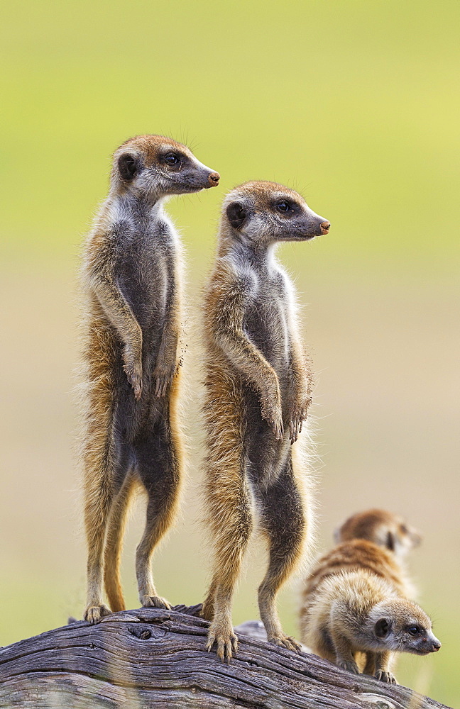 Suricates (Suricata suricatta), two adults with young on the lookout, during the rainy season in green surroundings, Kalahari Desert, Kgalagadi Transfrontier Park, South Africa, Africa