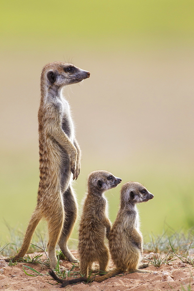 Suricates (Suricata suricatta), adult with two young on the lookout, during the rainy season in green surroundings, Kalahari Desert, Kgalagadi Transfrontier Park, South Africa, Africa