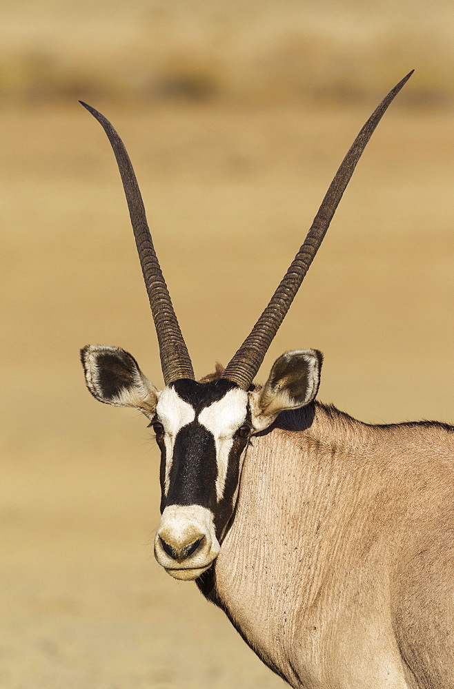 Gemsbok (Oryx gazella), female, portrait, Kalahari Desert, Kgalagadi Transfrontier Park, South Africa, Africa