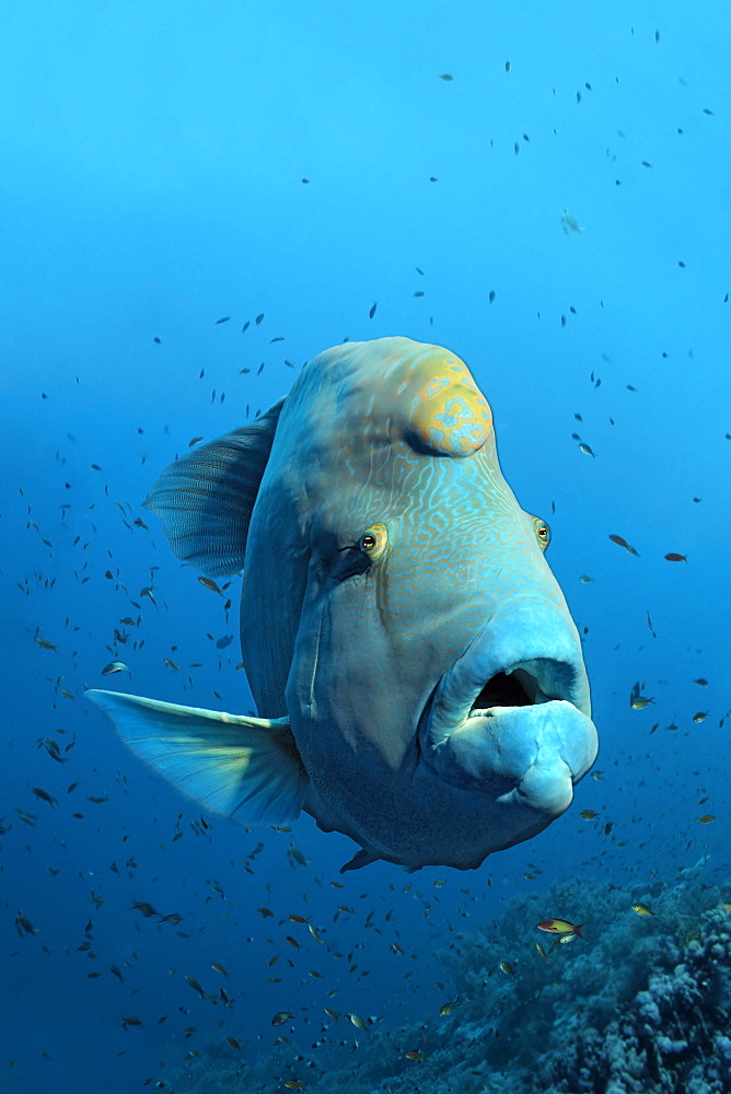 Humphead wrasse (Cheilinus undulatus) over coral reef, the Great Barrier Reef, Pacific, Australia, Oceania