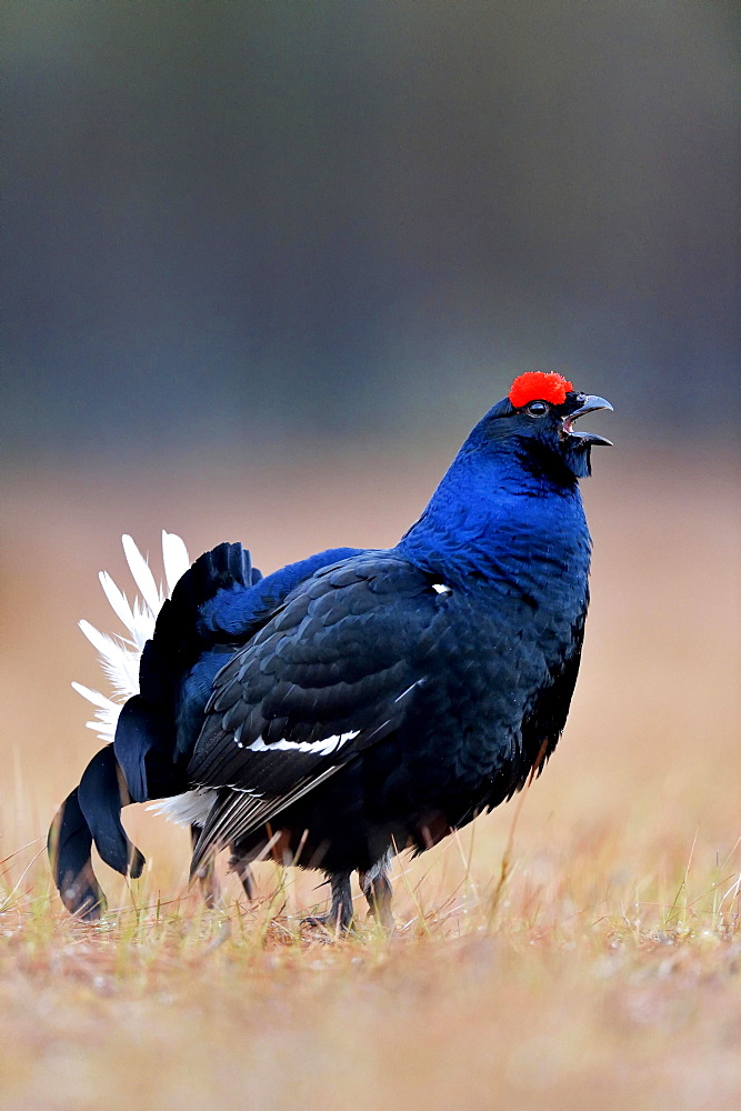 Black grouse, also blackgame or blackcock (Lyrurus tetrix) courting male, Hedmark, Norway, Europe