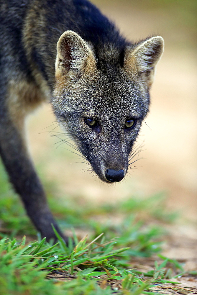 Crab-eating fox (Cerdocyon thous), adult, prowling, portrait, Pantanal, Mato Grosso, Brazil, South America