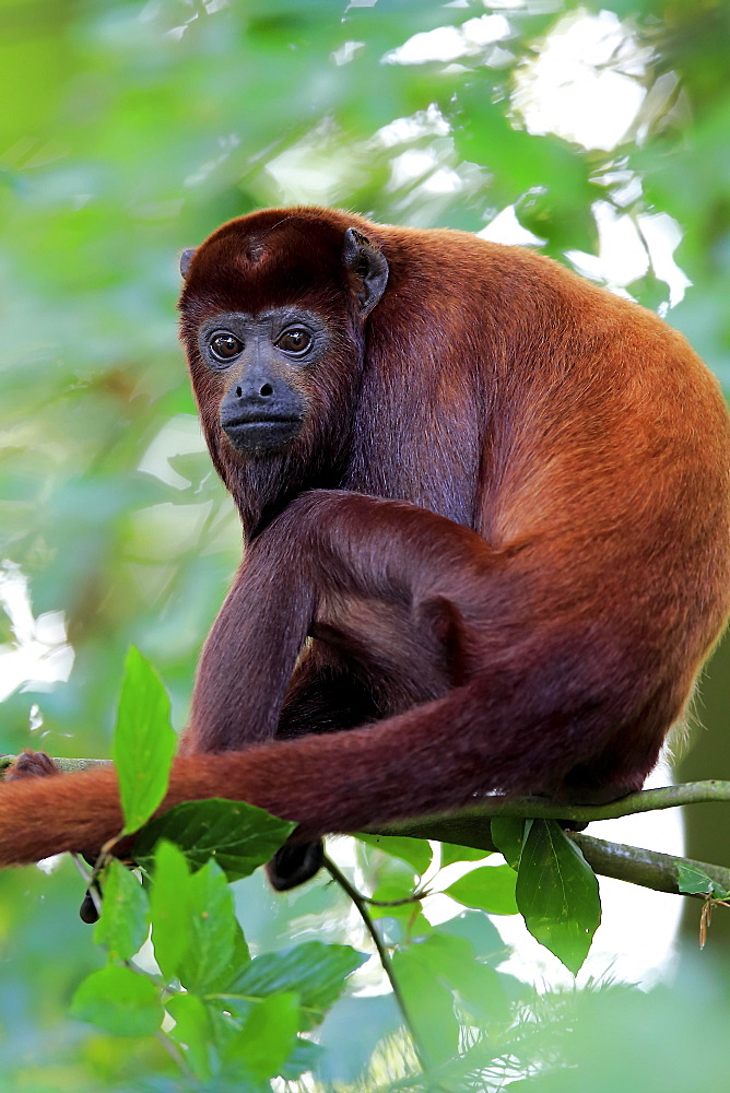 Venezuelan red howler (Alouatta seniculus), adult, sits in the tree, captive