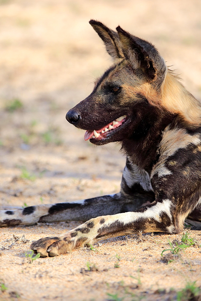 African wild dog (Lycaon pictus), adult, alert, resting, animal portrait, Sabi Sand Game Reserve, Kruger National Park, South Africa, Africa