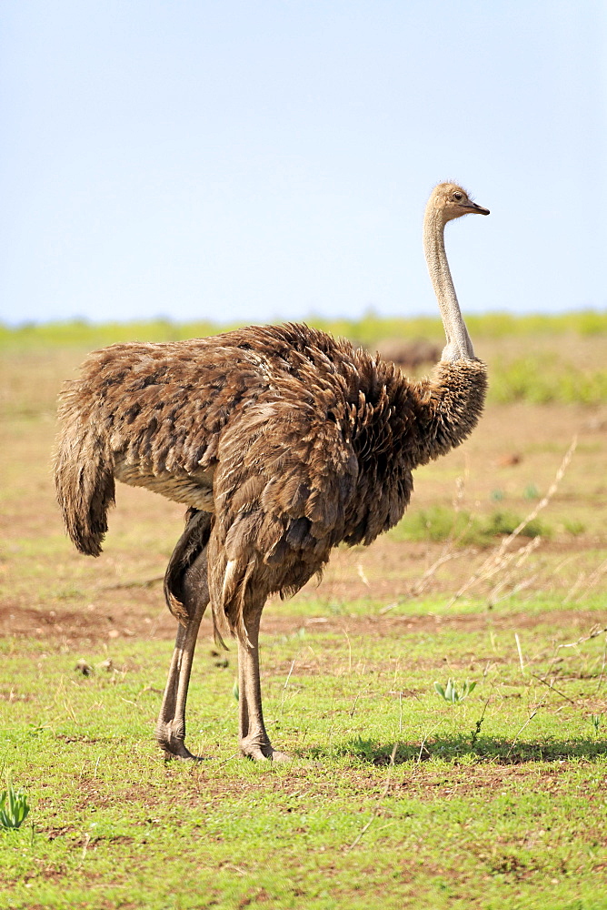 South African ostrich (Struthio camelus australis), adult, female, Kruger National Park, South Africa, Africa