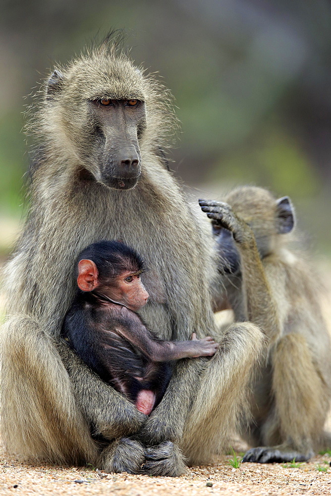 Chacma baboon (Papio ursinus), adult, female with young animal, Kruger National Park, South Africa, Africa