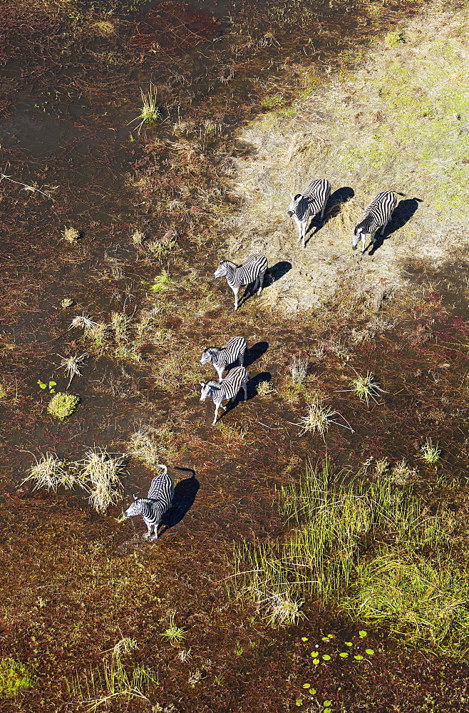 Burchell's Zebras (Equus quagga burchelli), roaming in a freshwater marsh, aerial view, Okavango Delta, Botswana, Africa