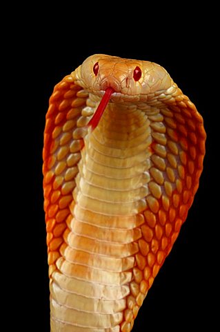 albino cobra darting