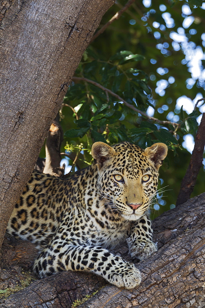 Leopard (Panthera pardus), female, resting in a tree, Chobe National Park, Botswana, Africa