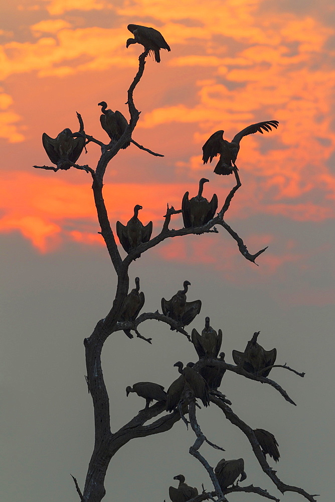 White-backed Vulture (Gyps africanus), at sunset on their resting tree, Chobe National Park, Botswana, Africa