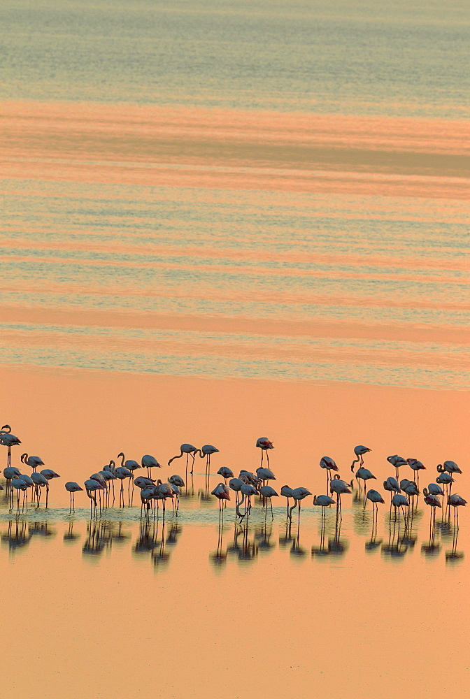 Greater Flamingos (Phoenicopterus roseus), resting at dusk, Laguna de Fuente de Piedra, Malaga province, Andalusia, Spain, Europe