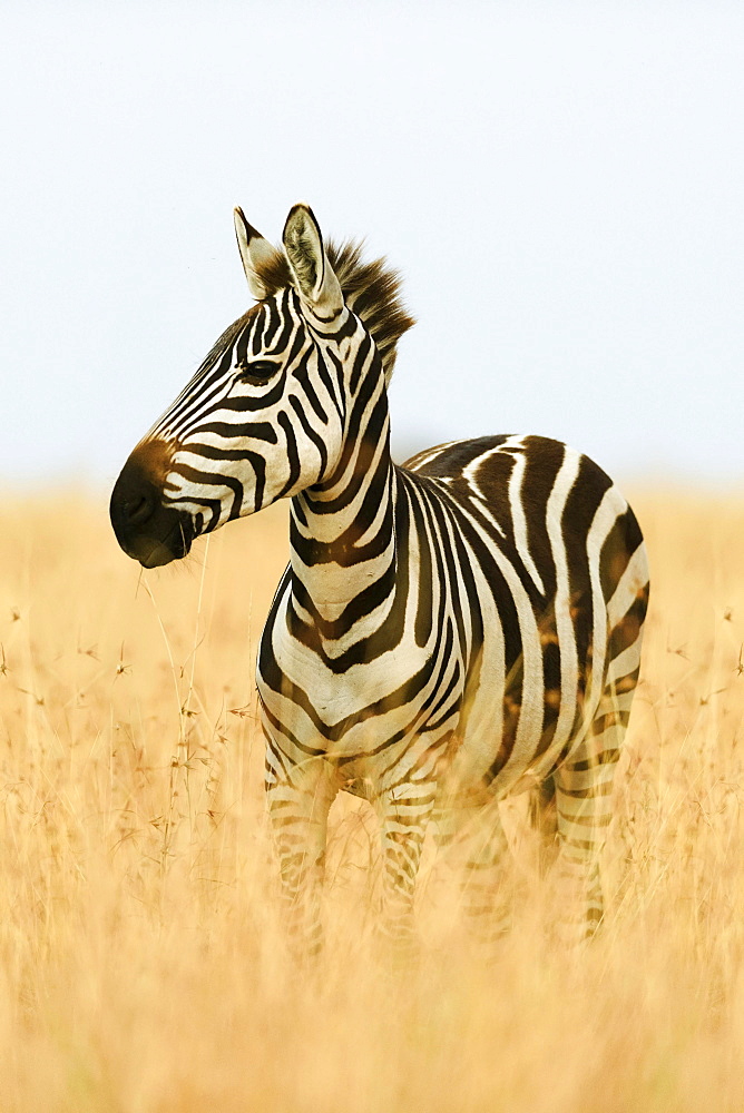 Plains zebra (Equus quagga) in tall grass, morning light, Masai Mara, Narok County, Kenya, Africa