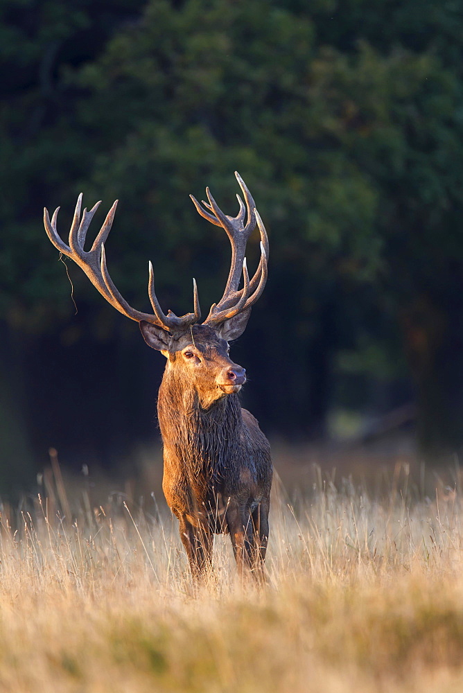 Red Deer (Cervus elaphus), Klampenborg, Copenhagen, Denmark, Europe